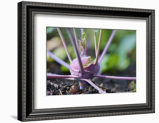 Kohlrabi, Brassica oleracea var. gongylodes, grow, garden, soil, autumn-David & Micha Sheldon-Framed Photographic Print
