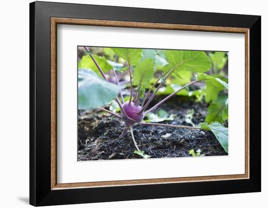 Kohlrabi, Brassica oleracea var. gongylodes, grow, garden, soil, autumn-David & Micha Sheldon-Framed Photographic Print