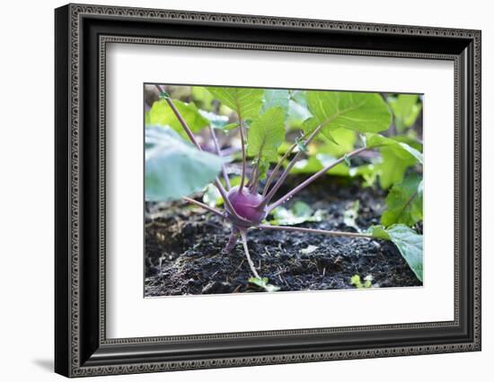 Kohlrabi, Brassica oleracea var. gongylodes, grow, garden, soil, autumn-David & Micha Sheldon-Framed Photographic Print