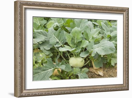 Kohlrabi Crop-Lawrence Lawry-Framed Photographic Print