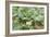 Kohlrabi Crop-Lawrence Lawry-Framed Photographic Print