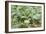 Kohlrabi Crop-Lawrence Lawry-Framed Photographic Print