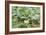 Kohlrabi Crop-Lawrence Lawry-Framed Photographic Print