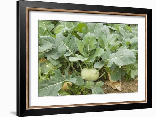 Kohlrabi Crop-Lawrence Lawry-Framed Photographic Print