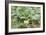 Kohlrabi Crop-Lawrence Lawry-Framed Photographic Print