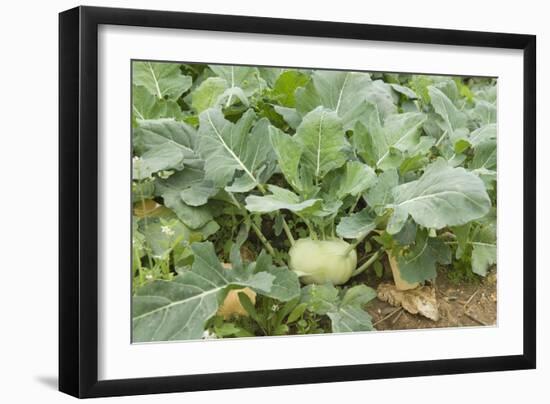 Kohlrabi Crop-Lawrence Lawry-Framed Photographic Print