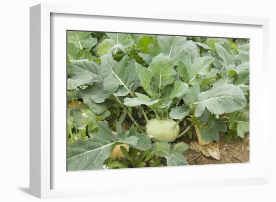 Kohlrabi Crop-Lawrence Lawry-Framed Photographic Print