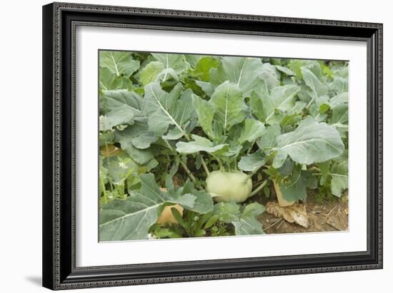 Kohlrabi Crop-Lawrence Lawry-Framed Photographic Print