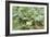 Kohlrabi Crop-Lawrence Lawry-Framed Photographic Print