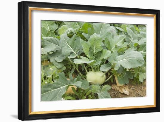 Kohlrabi Crop-Lawrence Lawry-Framed Photographic Print