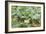 Kohlrabi Crop-Lawrence Lawry-Framed Photographic Print