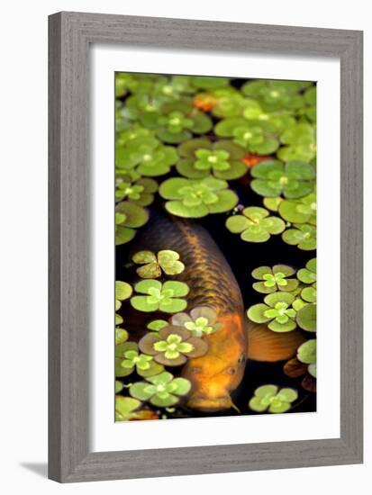 Koi 1-PhotoDF-Framed Giclee Print