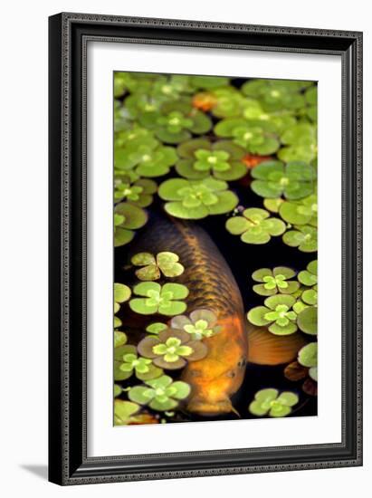 Koi 1-PhotoDF-Framed Giclee Print