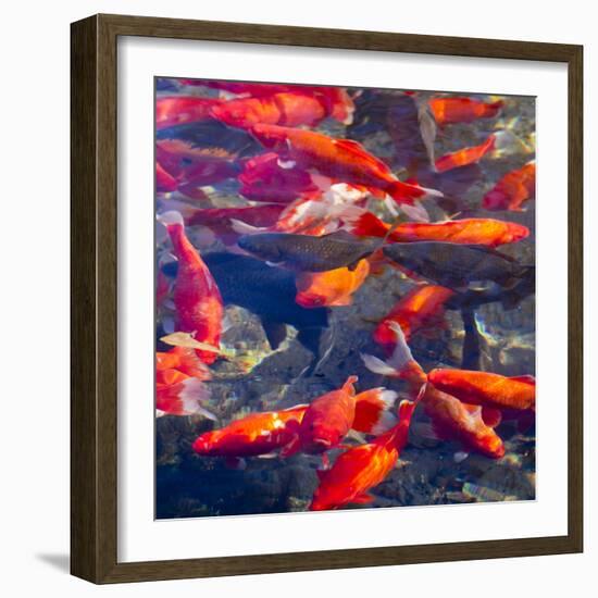 Koi and Carp, Big Spring Park, Huntsville, Alabama, USA-William Sutton-Framed Photographic Print