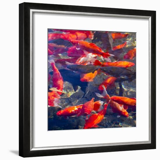 Koi and Carp, Big Spring Park, Huntsville, Alabama, USA-William Sutton-Framed Photographic Print