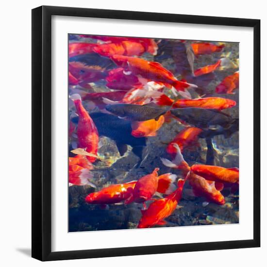 Koi and Carp, Big Spring Park, Huntsville, Alabama, USA-William Sutton-Framed Photographic Print