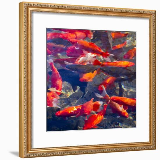 Koi and Carp, Big Spring Park, Huntsville, Alabama, USA-William Sutton-Framed Photographic Print