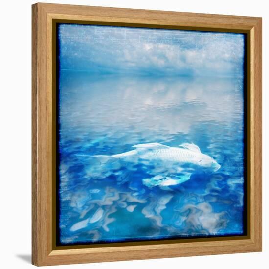 Koi and Water Reflections-Colin Anderson-Framed Premier Image Canvas