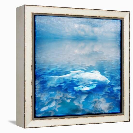 Koi and Water Reflections-Colin Anderson-Framed Premier Image Canvas