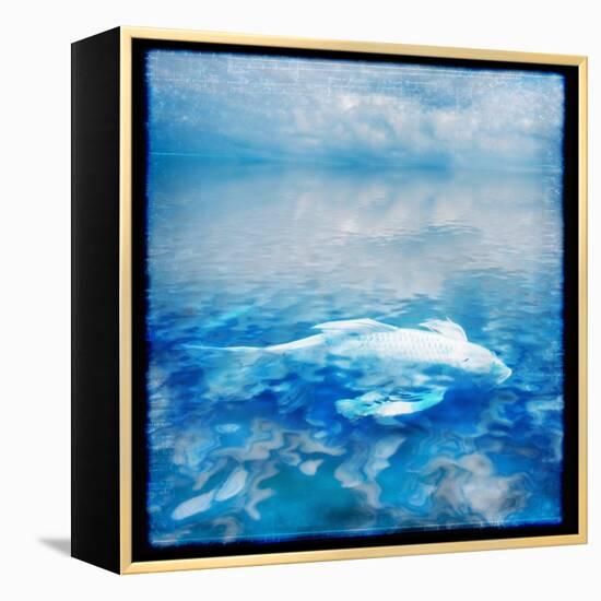 Koi and Water Reflections-Colin Anderson-Framed Premier Image Canvas