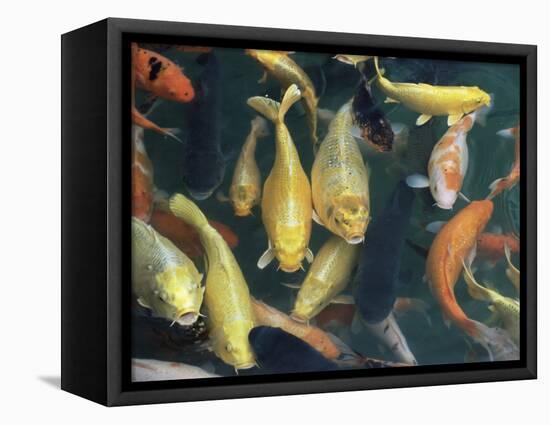 Koi Carp Fish in Pool, Taipei, Taiwan, Asia-Sylvain Grandadam-Framed Premier Image Canvas