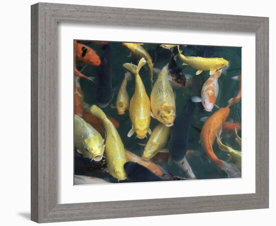 Koi Carp Fish in Pool, Taipei, Taiwan, Asia-Sylvain Grandadam-Framed Photographic Print