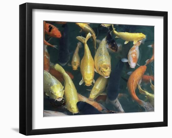 Koi Carp Fish in Pool, Taipei, Taiwan, Asia-Sylvain Grandadam-Framed Photographic Print