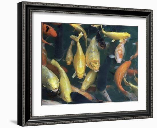 Koi Carp Fish in Pool, Taipei, Taiwan, Asia-Sylvain Grandadam-Framed Photographic Print