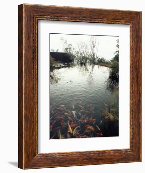 Koi Carp Fish in Pool, Taipei, Taiwan, Asia-Sylvain Grandadam-Framed Photographic Print