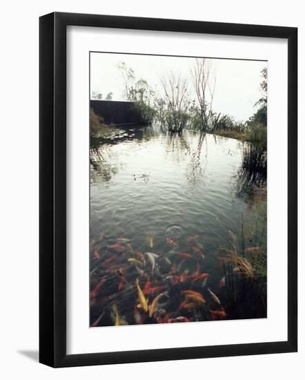 Koi Carp Fish in Pool, Taipei, Taiwan, Asia-Sylvain Grandadam-Framed Photographic Print