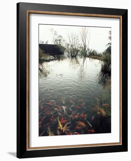 Koi Carp Fish in Pool, Taipei, Taiwan, Asia-Sylvain Grandadam-Framed Photographic Print