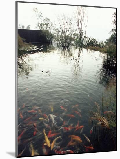 Koi Carp Fish in Pool, Taipei, Taiwan, Asia-Sylvain Grandadam-Mounted Photographic Print