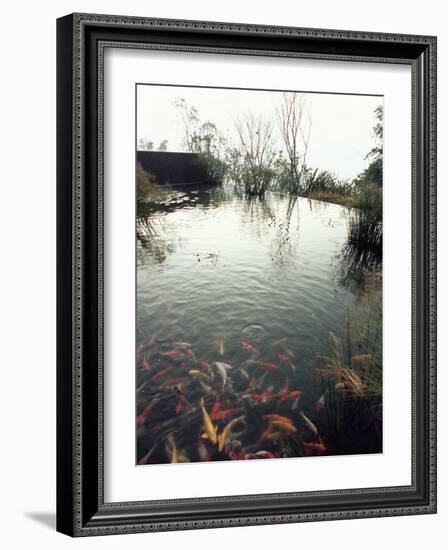 Koi Carp Fish in Pool, Taipei, Taiwan, Asia-Sylvain Grandadam-Framed Photographic Print