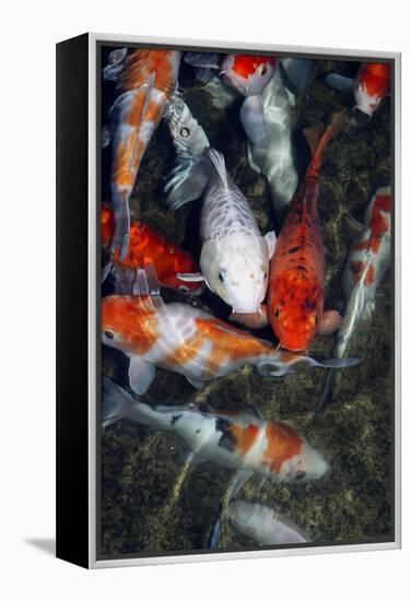 Koi Carp In a Pond-Georgette Douwma-Framed Premier Image Canvas