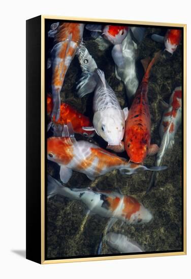 Koi Carp In a Pond-Georgette Douwma-Framed Premier Image Canvas