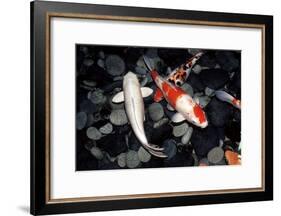 Koi Carp In a Pond-Georgette Douwma-Framed Photographic Print