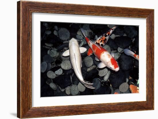 Koi Carp In a Pond-Georgette Douwma-Framed Photographic Print