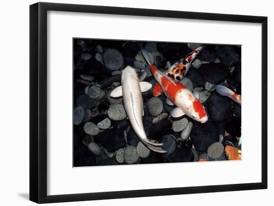 Koi Carp In a Pond-Georgette Douwma-Framed Photographic Print