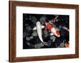 Koi Carp In a Pond-Georgette Douwma-Framed Photographic Print
