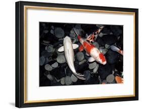 Koi Carp In a Pond-Georgette Douwma-Framed Photographic Print