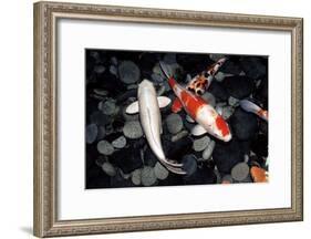 Koi Carp In a Pond-Georgette Douwma-Framed Photographic Print