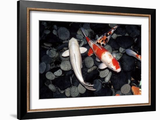 Koi Carp In a Pond-Georgette Douwma-Framed Photographic Print