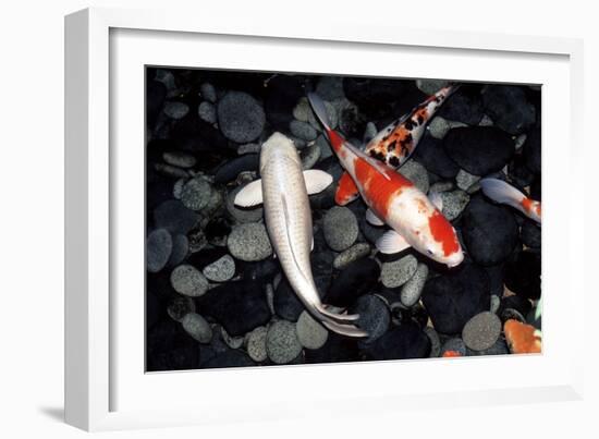 Koi Carp In a Pond-Georgette Douwma-Framed Photographic Print