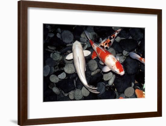 Koi Carp In a Pond-Georgette Douwma-Framed Photographic Print