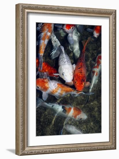 Koi Carp In a Pond-Georgette Douwma-Framed Photographic Print