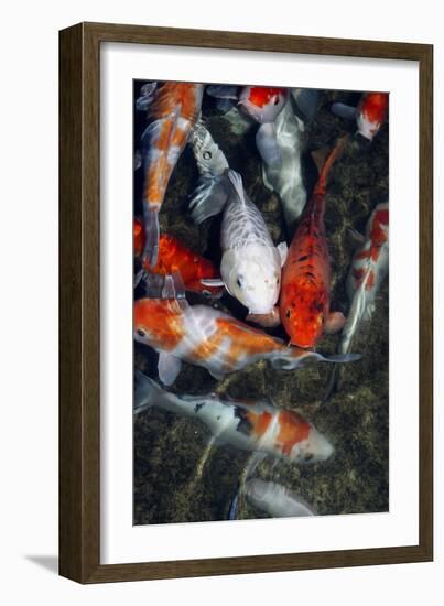 Koi Carp In a Pond-Georgette Douwma-Framed Photographic Print