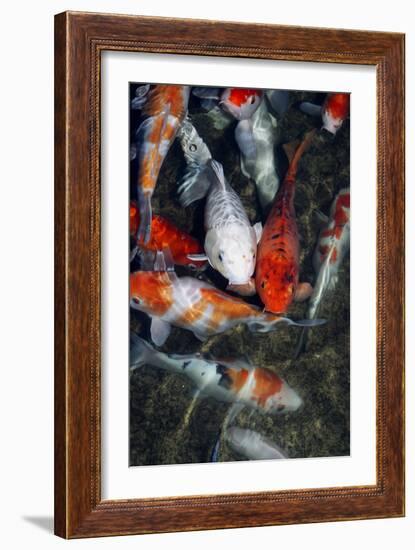 Koi Carp In a Pond-Georgette Douwma-Framed Photographic Print