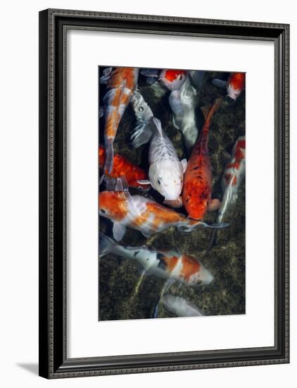 Koi Carp In a Pond-Georgette Douwma-Framed Photographic Print