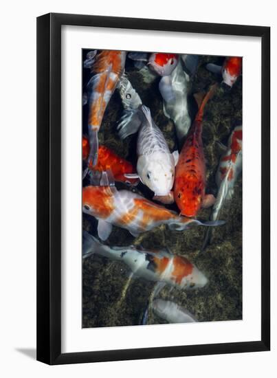 Koi Carp In a Pond-Georgette Douwma-Framed Photographic Print