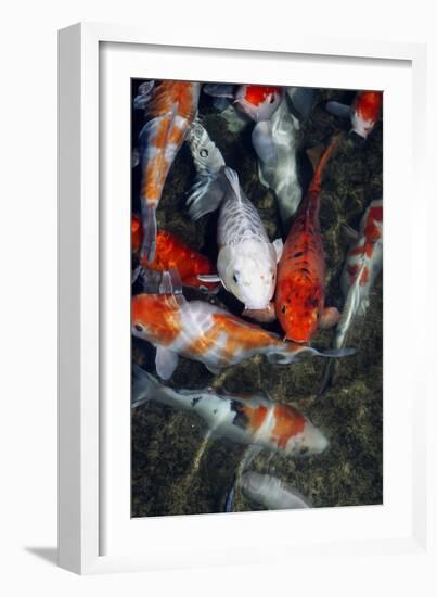 Koi Carp In a Pond-Georgette Douwma-Framed Photographic Print